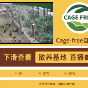非笼养鸡蛋崛起：破解土鸡蛋市场困局，四川信德引领产业升级新潮流